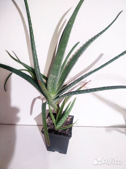 Комнатные цветы алоэ