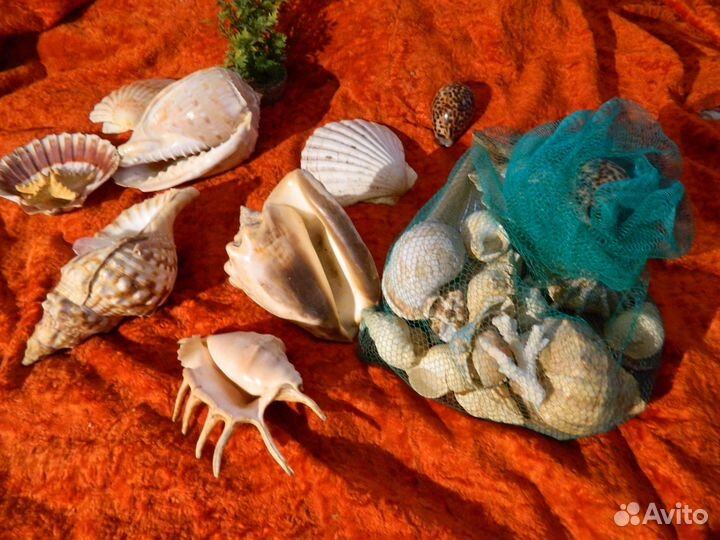 Коллекция морских ракушек