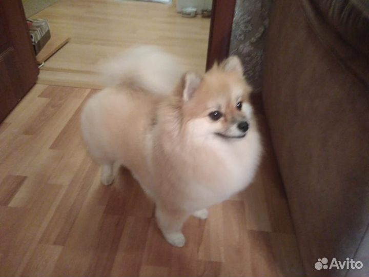 Стрижка собак и кошек, выезд на дом