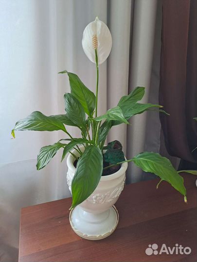 Комнатные растения