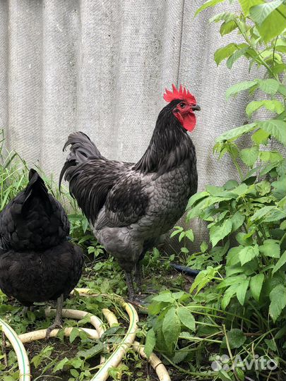 Куры джерсийский гигант