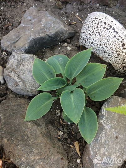 Карликовый ирис хоста