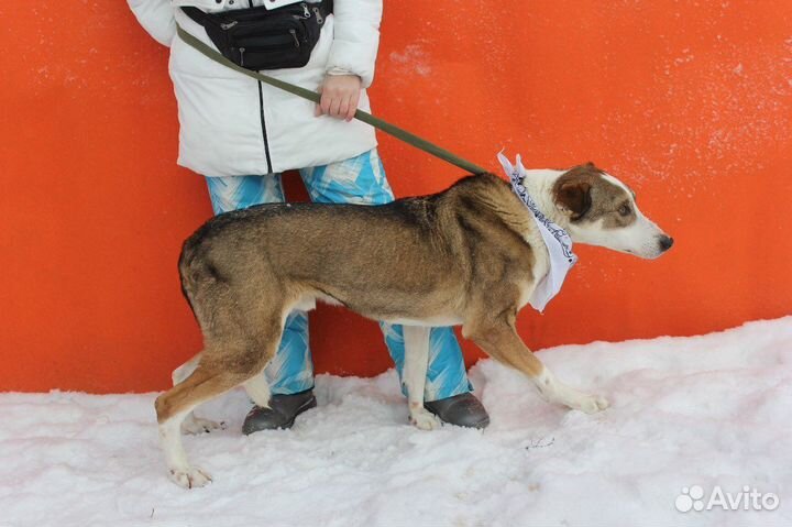 Азор-элегантный пес ищет дом