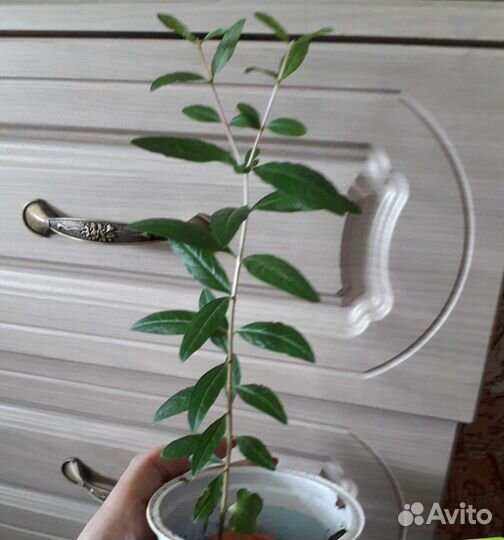 Рука Будды или цитрон,гранат,кротон,авокадо,финик