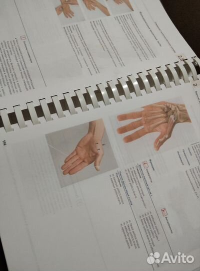 Мышцы. Анатомия. Движения. Тестирование