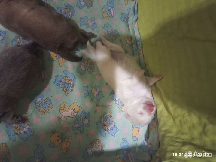 Шпицедетки