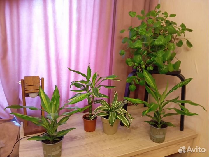 Драцены и плекрантус