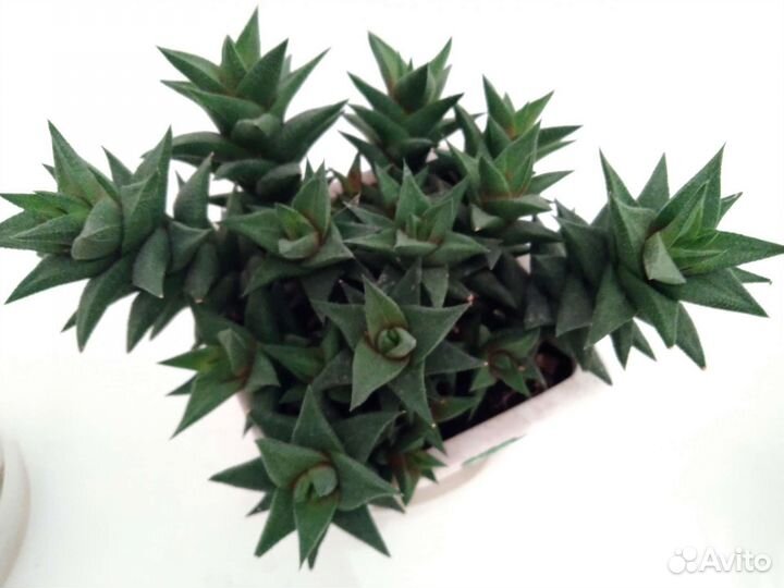 Суккуленты