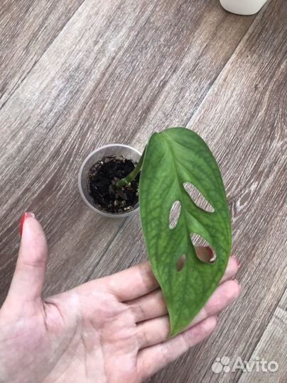 Комнатные растения цветы