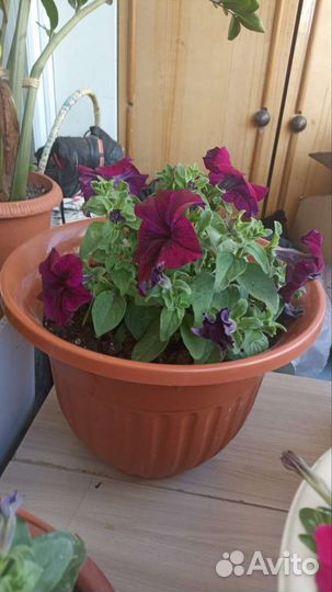 Петунья навесные