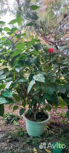 Комнатные растения цветы большие