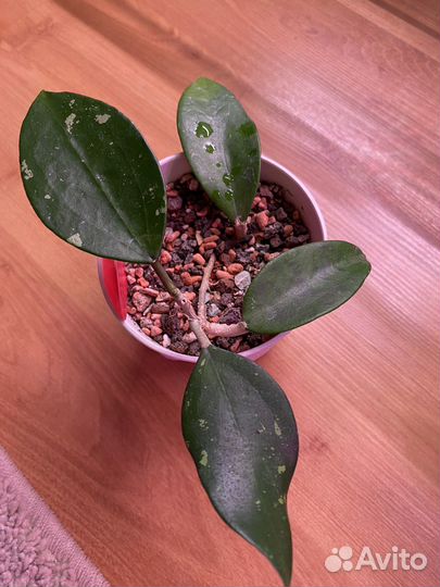 Хойи разные