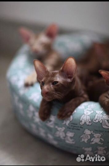 Циннамончики