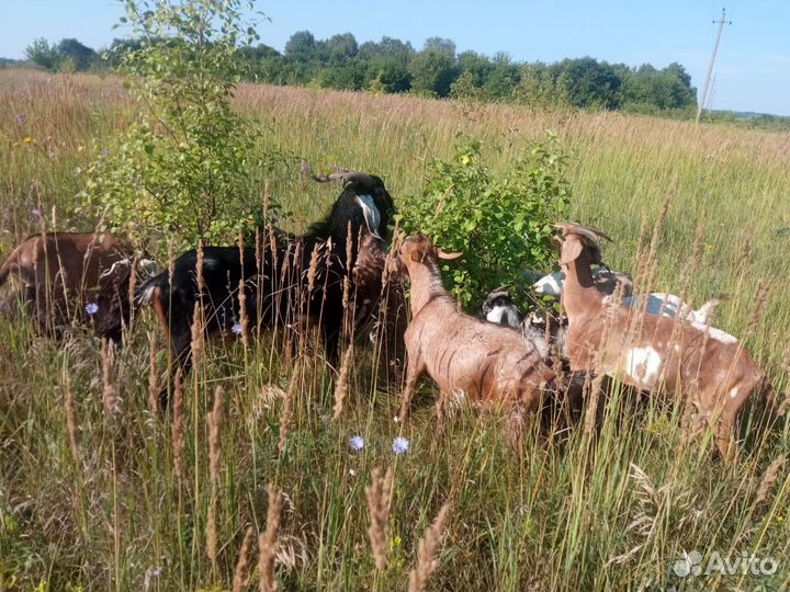 Нубийские козлики и козочки
