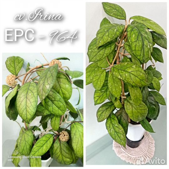 Хойя срезы 2