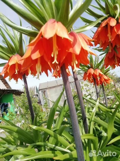 Рябчик императорский. Цветы