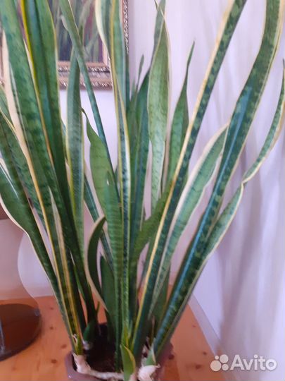 Фикус бенджамина пестролистный