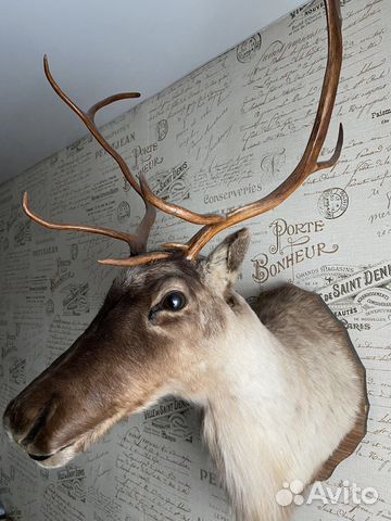 Чучело голова оленя