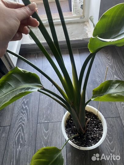 Стрелиция николая