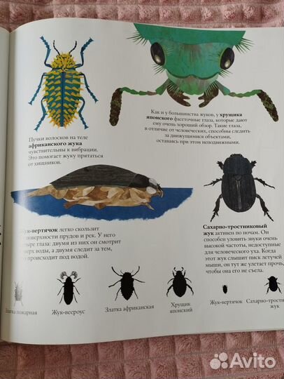 В мире жуков. С. Дженкинс