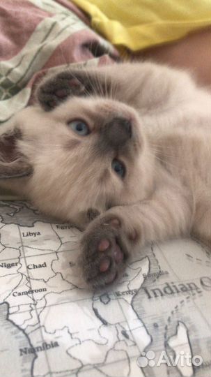 Британский котенок Мальчик