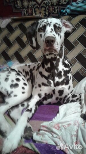 Долматин для вязки. Мальчик 1,5 года