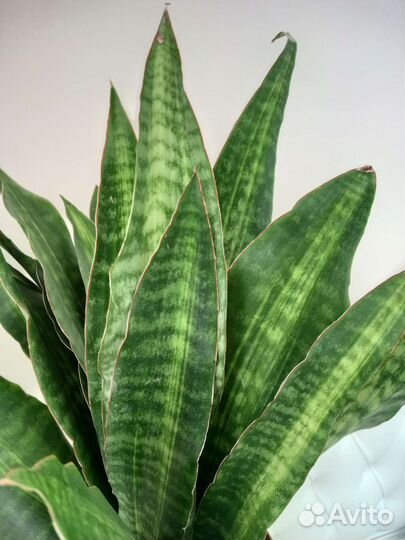 Сансевиерия Nite Lite