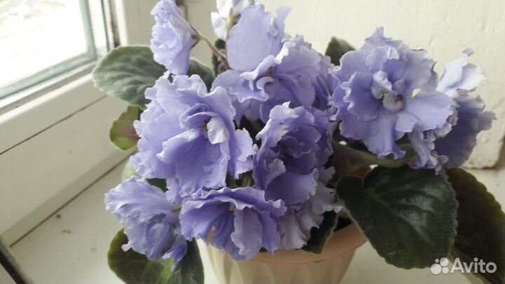 Фиалка комнатные цветы подарок