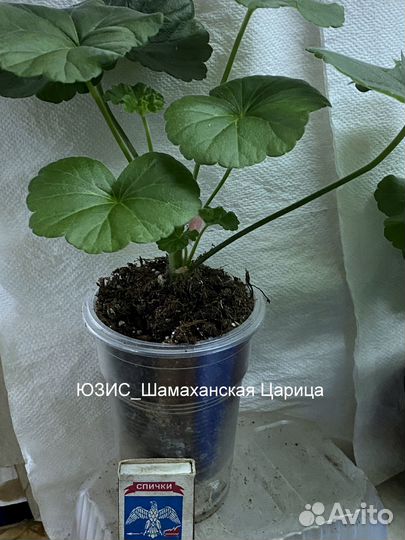 Пеларгонии сортовые юзис Шамаханская Царица