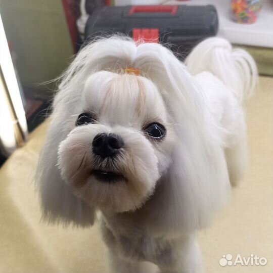 Стрижка кошек и собак