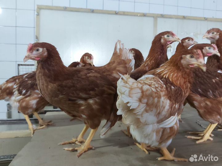 Куры Несушки