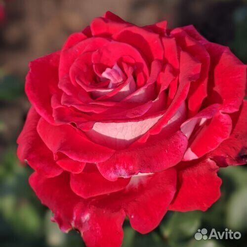 Роза зкс Люксор и другие