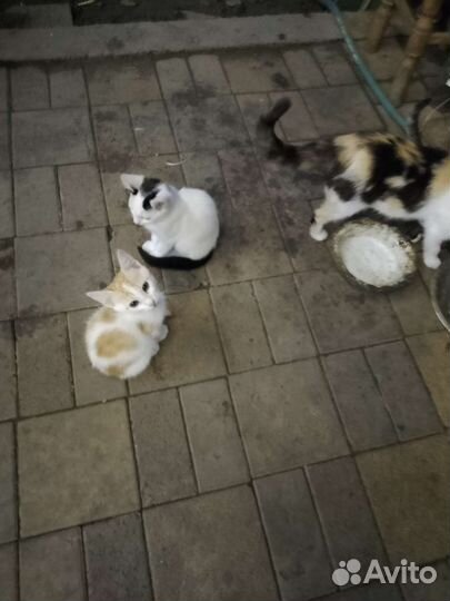 Котята в добрые руки бесплатно