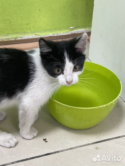 Отдаем котят в добрые руки