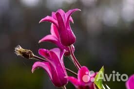 Клематис 3гр.Принцесса Уэльская(Princess of Wales)