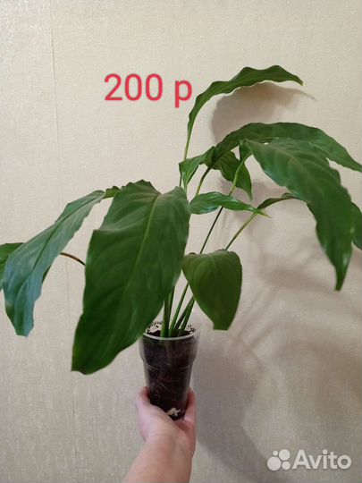 Спатифуллум