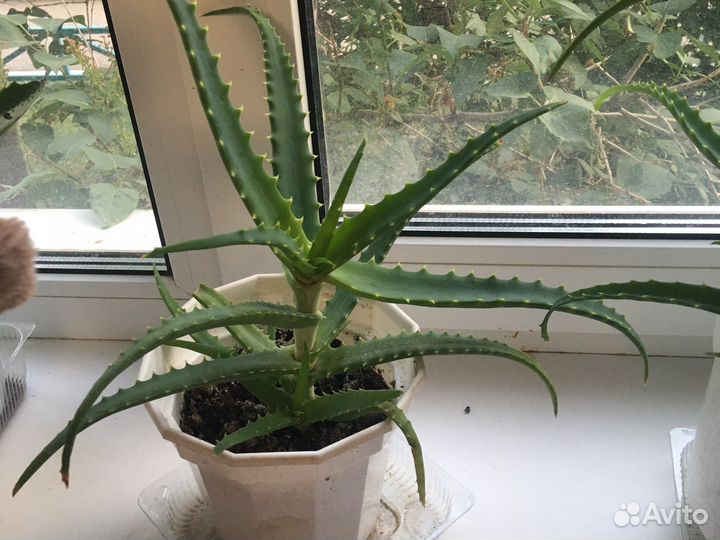 Алоэ столетник