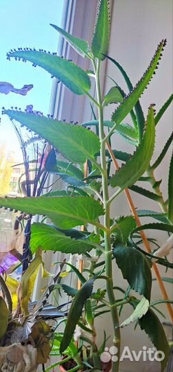 Комнатные цветы каланхоэ