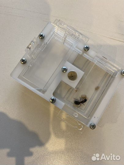 Муравьиная ферма с муравьями