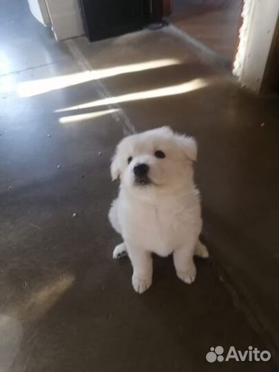 Щенок лайки в добрые руки (девочка )