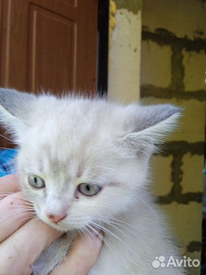 Британские котята