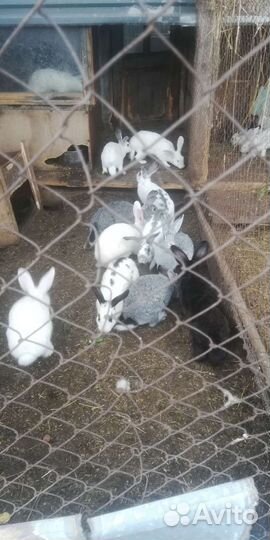 Продам кроликов. Разного возраста Продам оптом