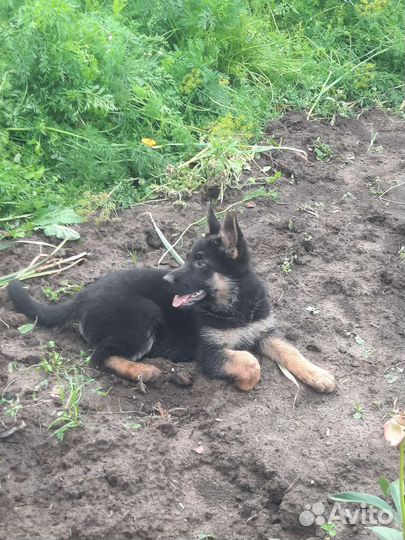 Щенки немецкой овчарки
