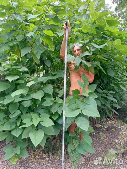 Катальпы Саженцы все размеры