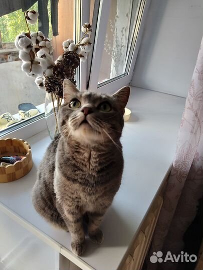 Сибирская кошечка