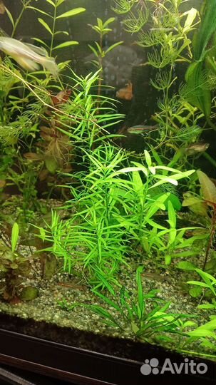Растения для аквариума