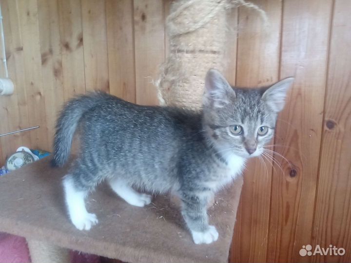 Котята в добрые руки бесплатно