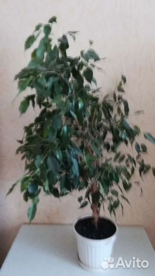 Гранат, лимон, фикус