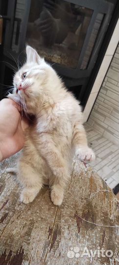 Рыжий котёнок в добрые руки