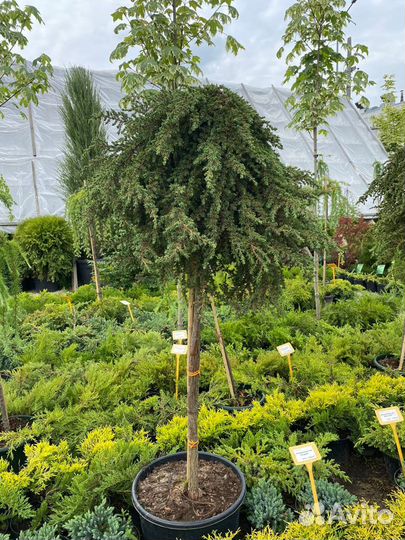 Можжевельник плакучий